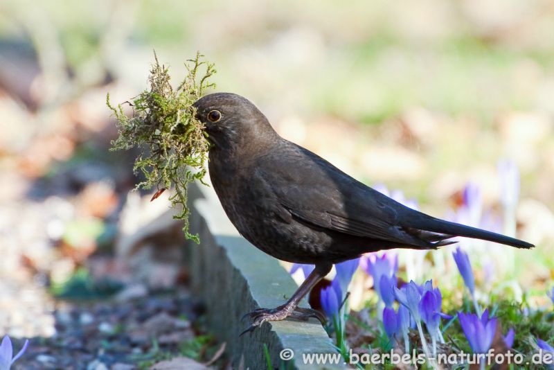 Amsel mit Nistmaterial