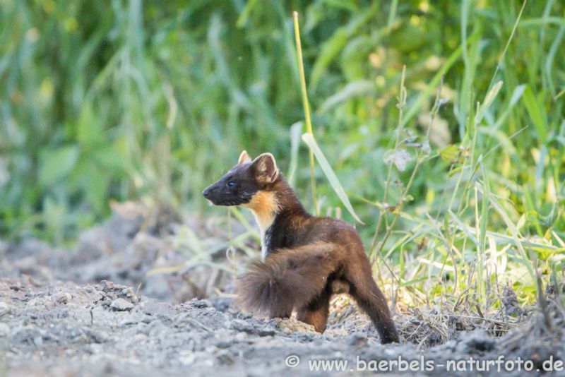 Baummarder prüft die Umgebung