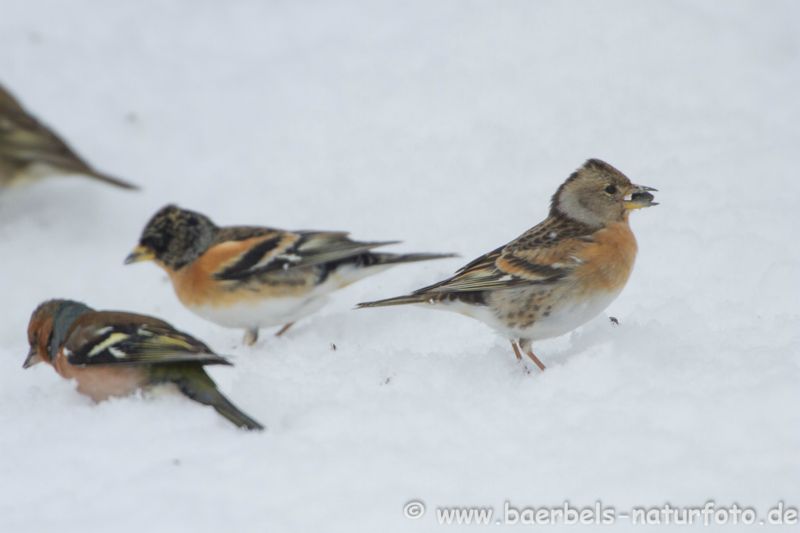 Bergfinken im Schnee