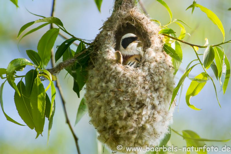 Beutelmeise im Nest