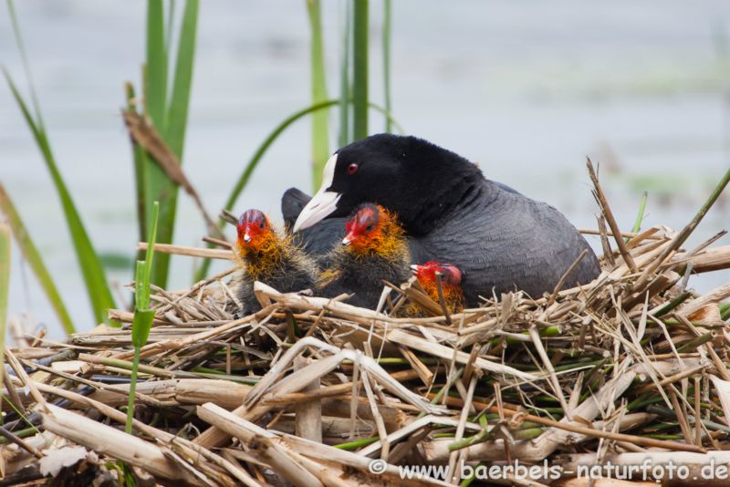 Blässhuhn im Nest