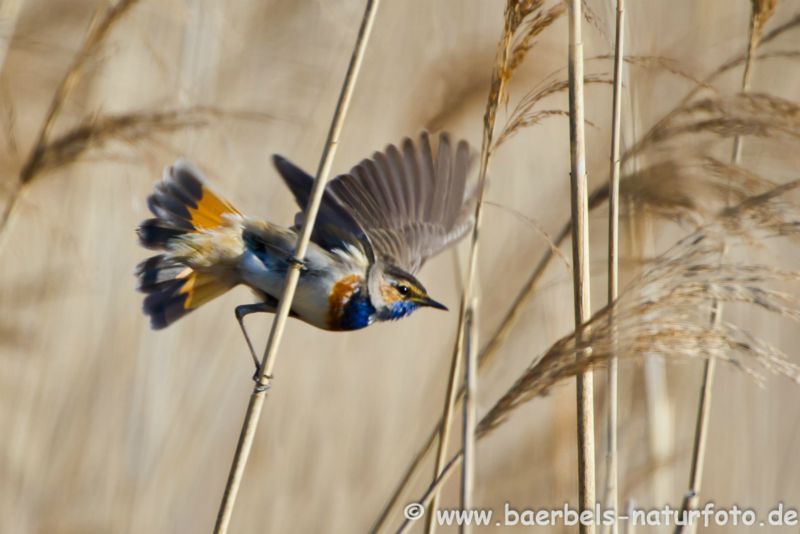 Blaukehlchen beim Abflug
