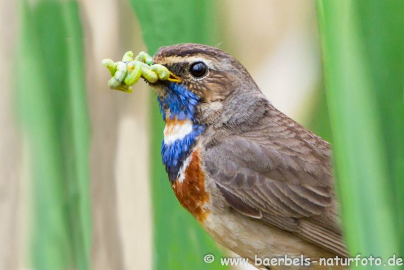 Blaukehlchen mit Futter,