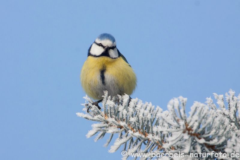 Blaumeise im Winter
