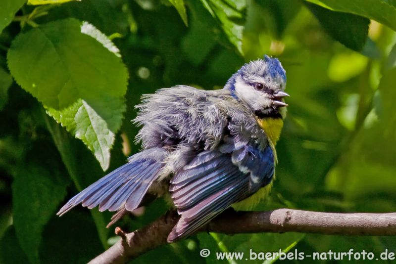 Blaumeise putzt