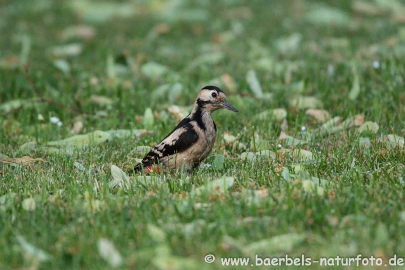 Blutspecht in Wiese