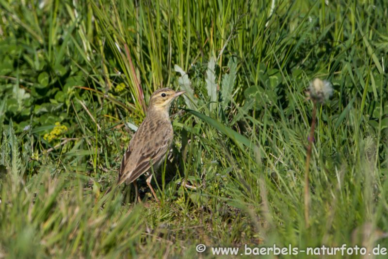 Brachpieper im Gras