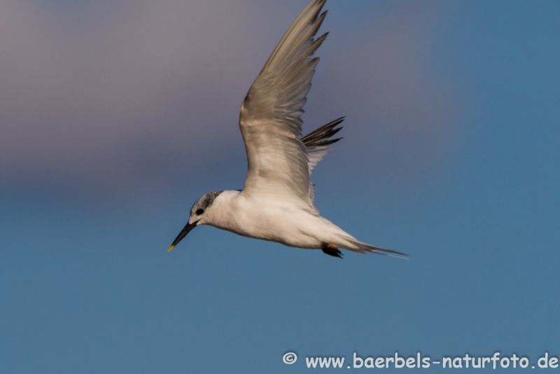 Brandseeschwalbe im Flug