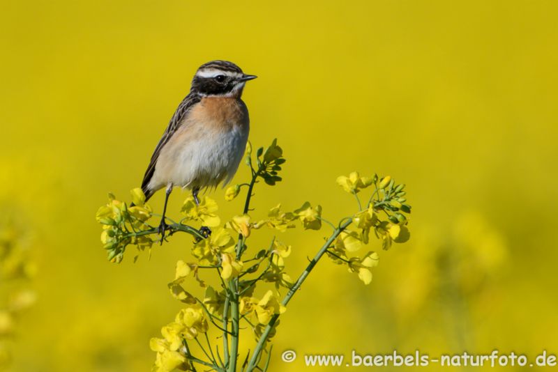 Braunkehlchen im Rapsfeld