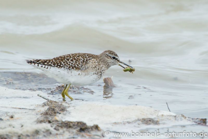 Bruchwasserläufer mit Futter