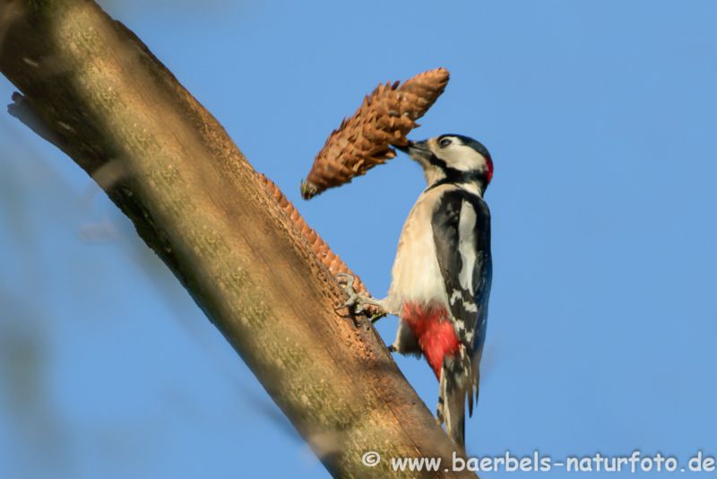 Buntspecht mit Zapfe