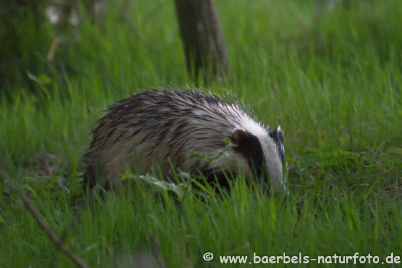 Dachs auf Nahrungssuche auf Waldlichtung