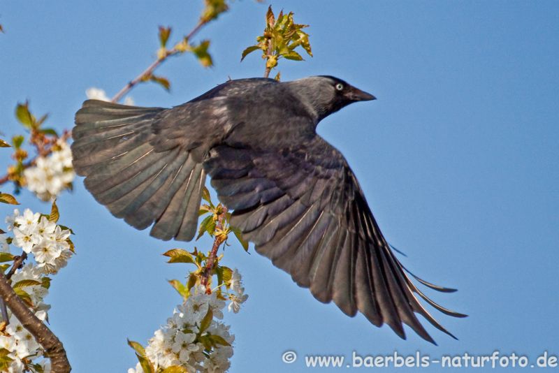 Dohle im Abflug