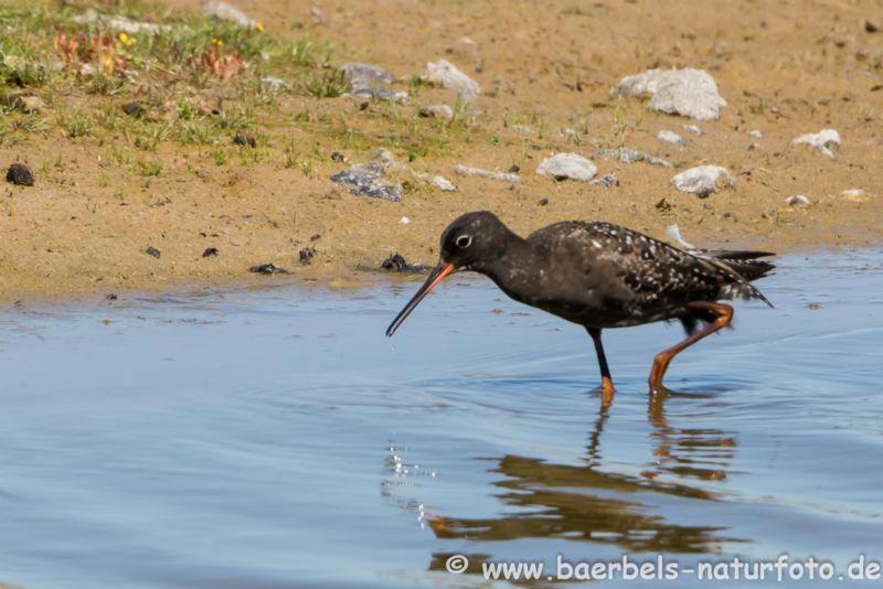 Dunkler Wasserläufer