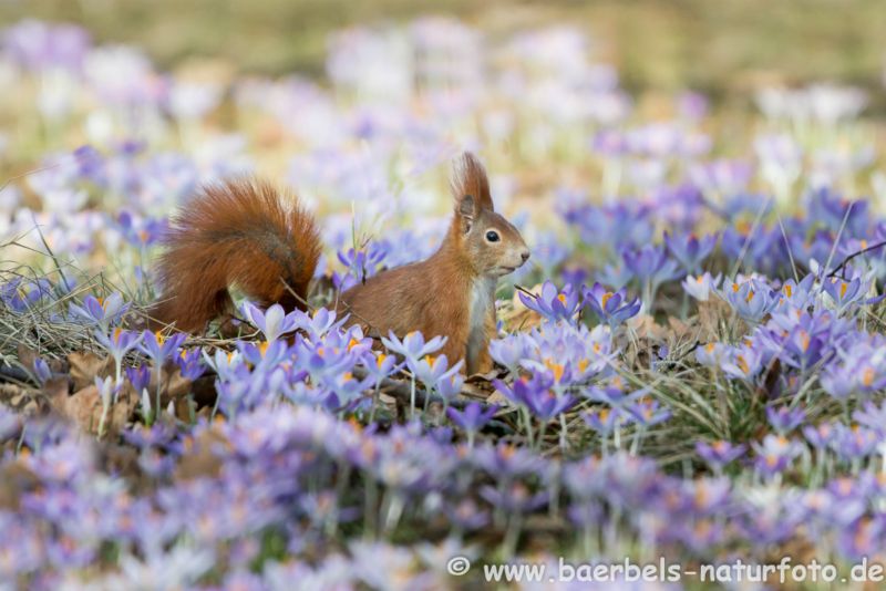Eichhörnchen in Krokuswiese