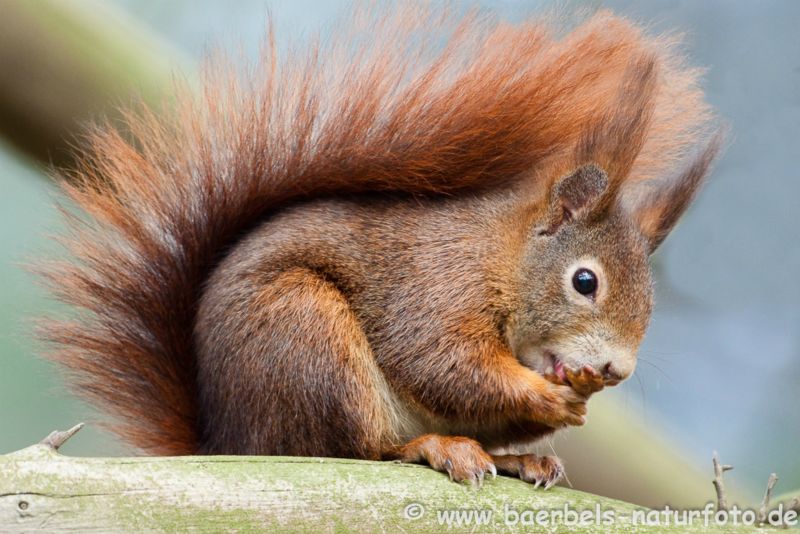 Eichhörnchen