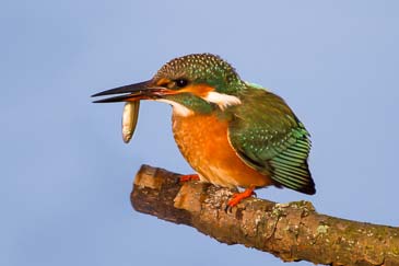 Eisvogel mit Fisch