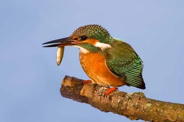 Eisvogel mit Fisch