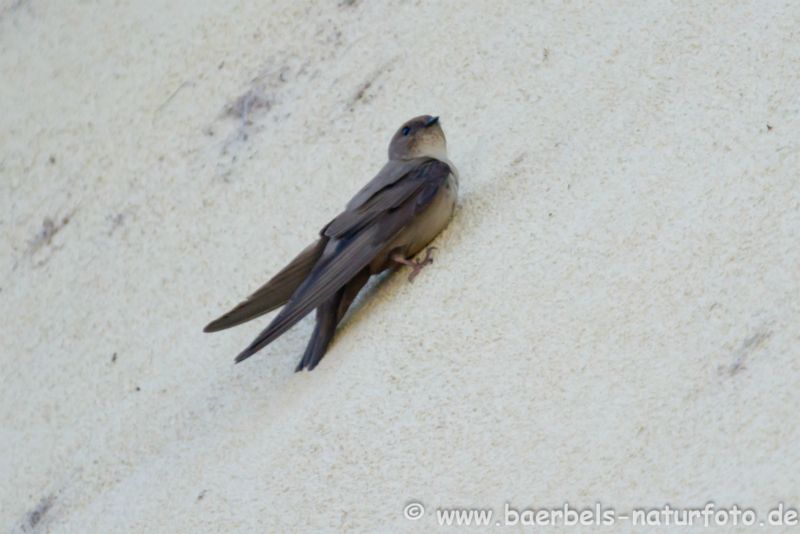 Felsenschwalbe an der Wand