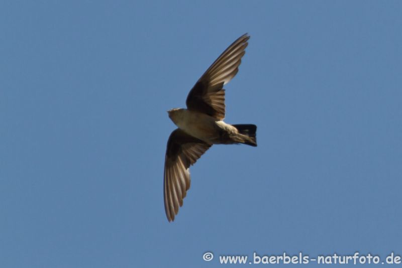 Felsenschwalbe im Flug