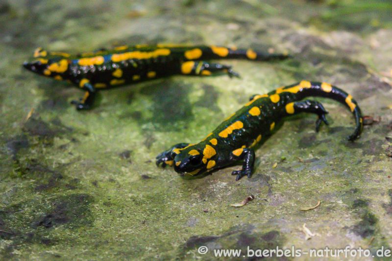 Feuersalamander auf Steinplatte