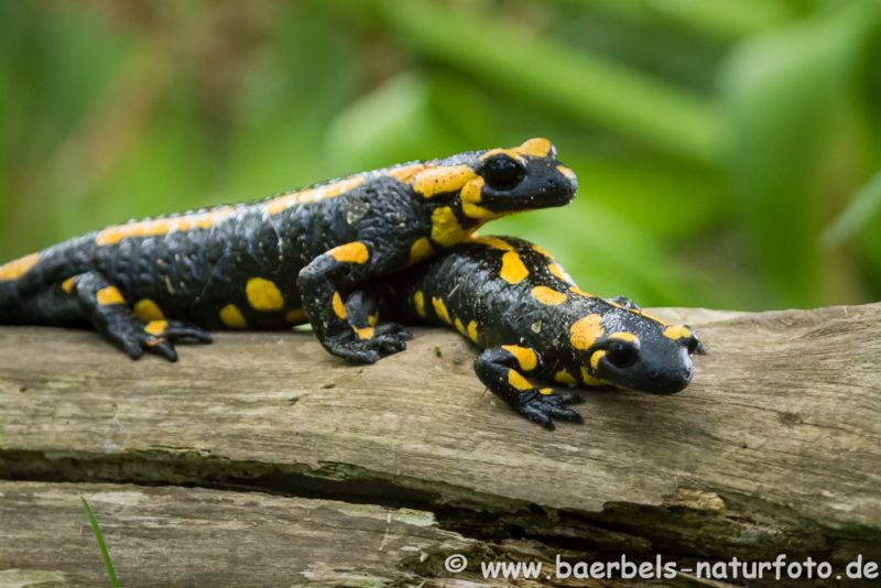 Feuersalamander auf Holzstück