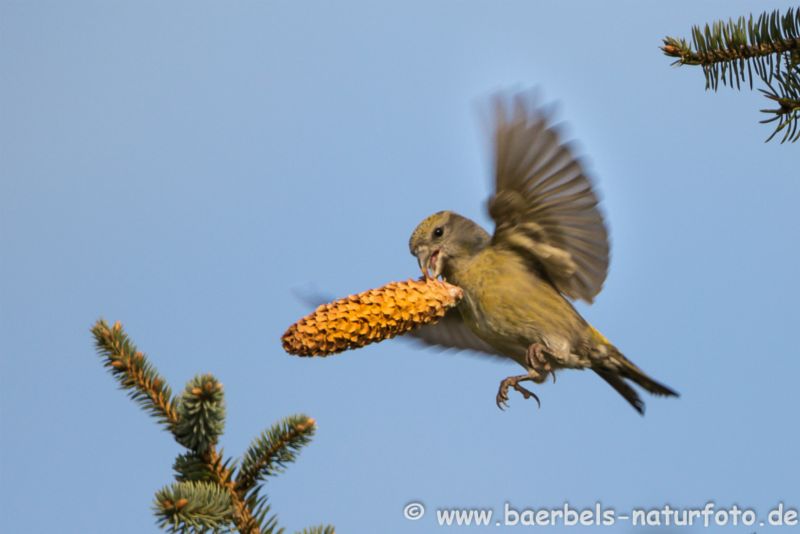 Fichtenkreuzschnabel mit Zapfe
