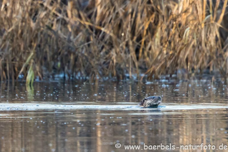 Fischotter auf Futtersuche im Wasser