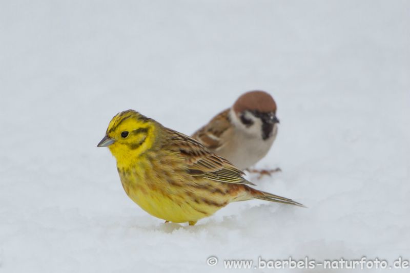 Goldammer im Schnee