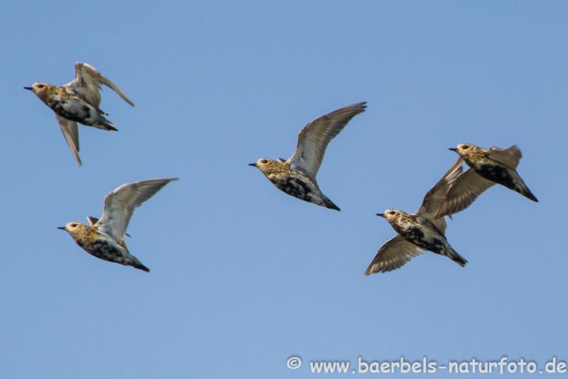 Goldregenpfeifer Schwarm im Flug