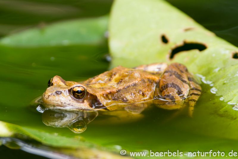 Grasfrosch im Wasser