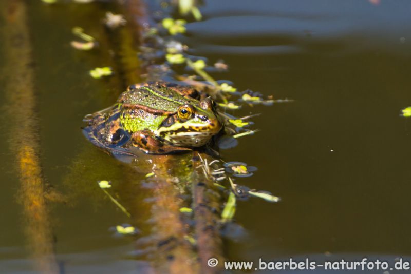 Grasfrosch ruht im Wasser