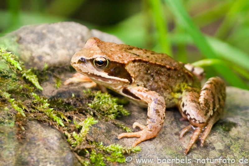 Grasfrosch 