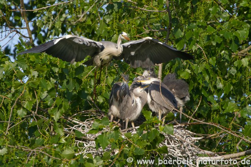 Graureiher am Nest