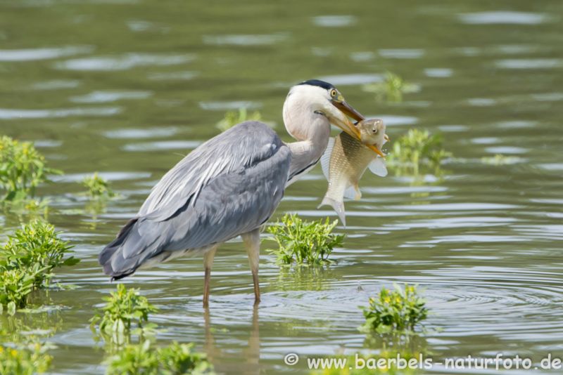 Graureiher mit Fisch
