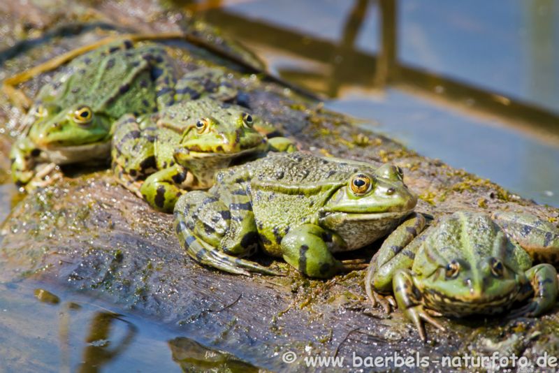 Ringelnatter verschlingt Grünfrosch