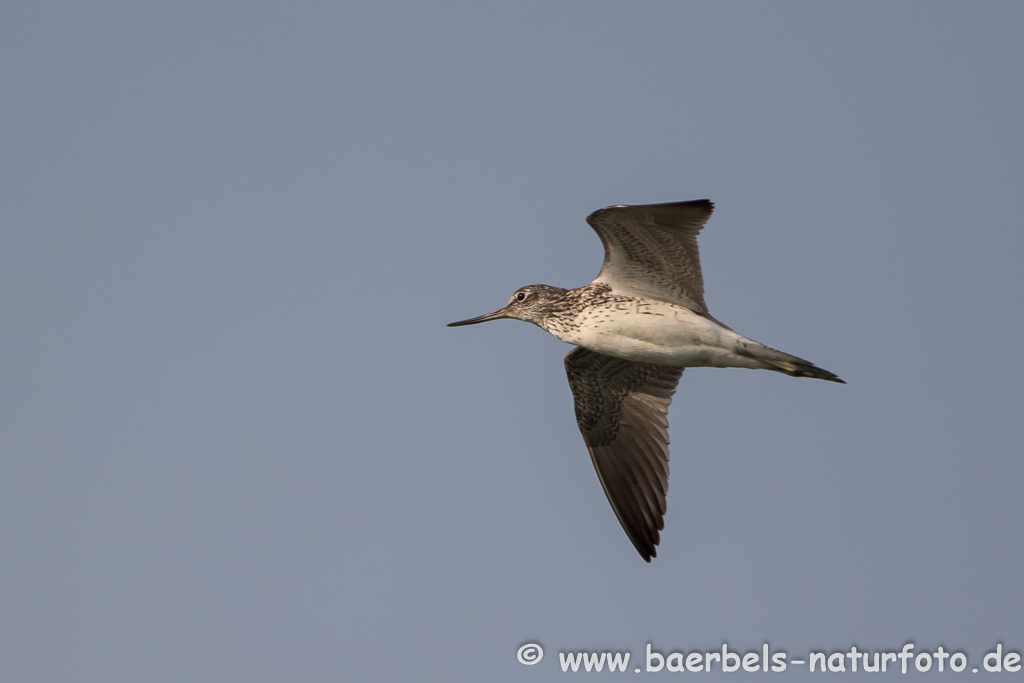Grünschenkel im Flug