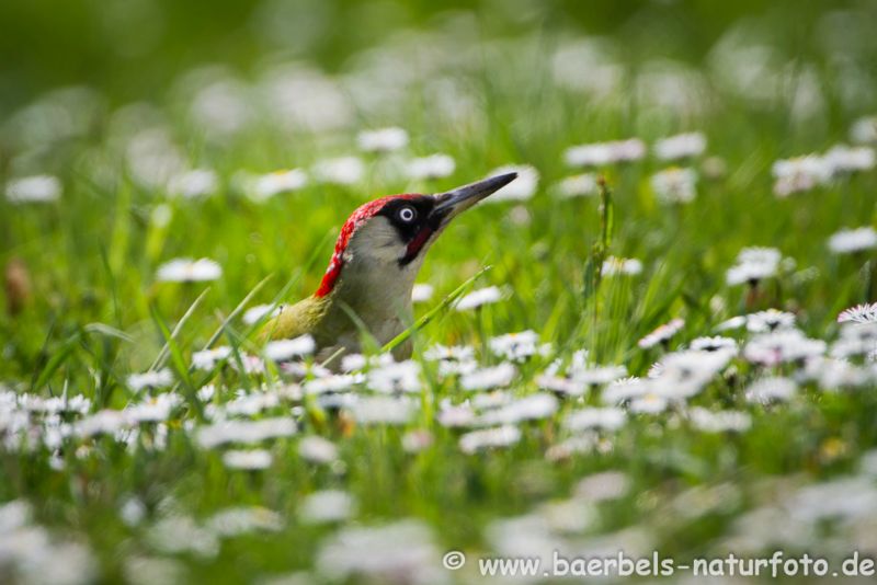 Grünspecht in Blumenwiese