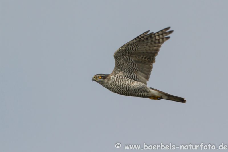 Habicht im Flug