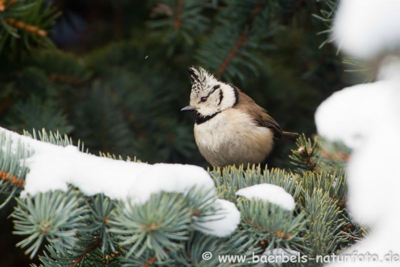 Haubenmeise im Winter