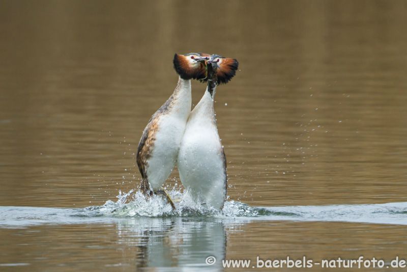 Haubentaucher Pinguintanz