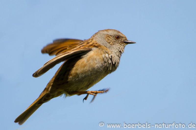 Heckenbraunelle Flug