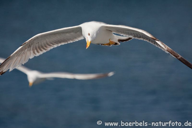 Heringsmöwe im Flug