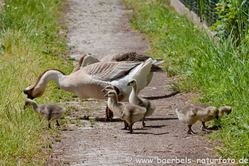 Höckergans Familie