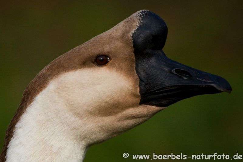 Höckergans im Portrait