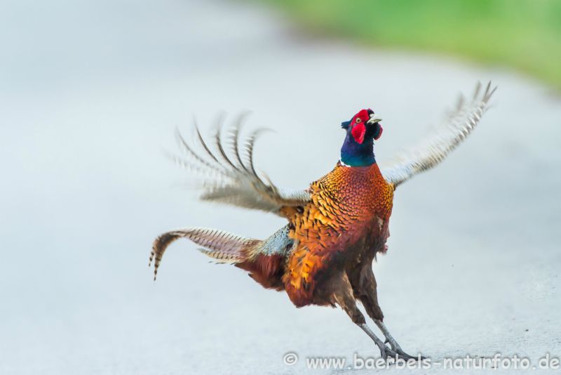 Jagdfasan balzt