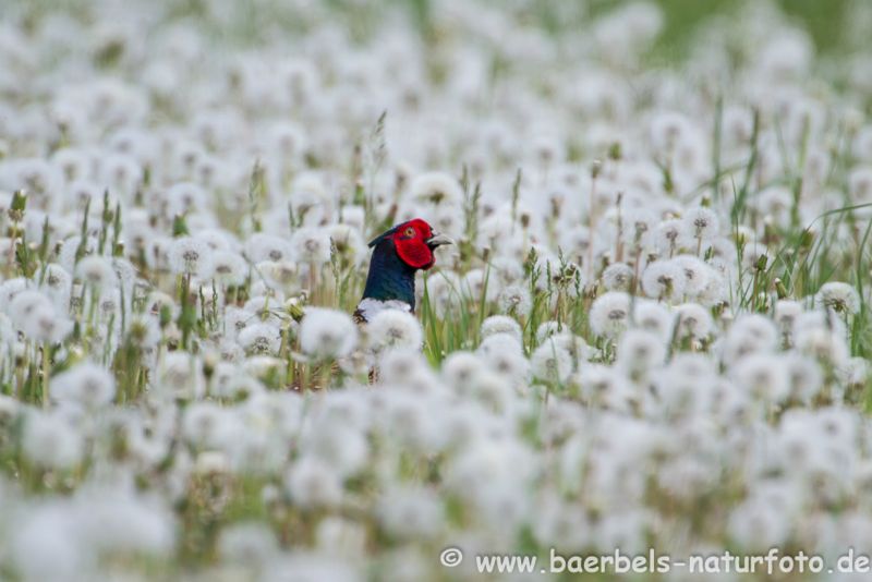 Jagdfasan in Pusteblumen