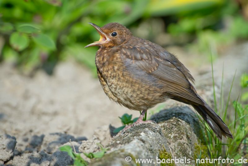 Junge Amsel bettelt