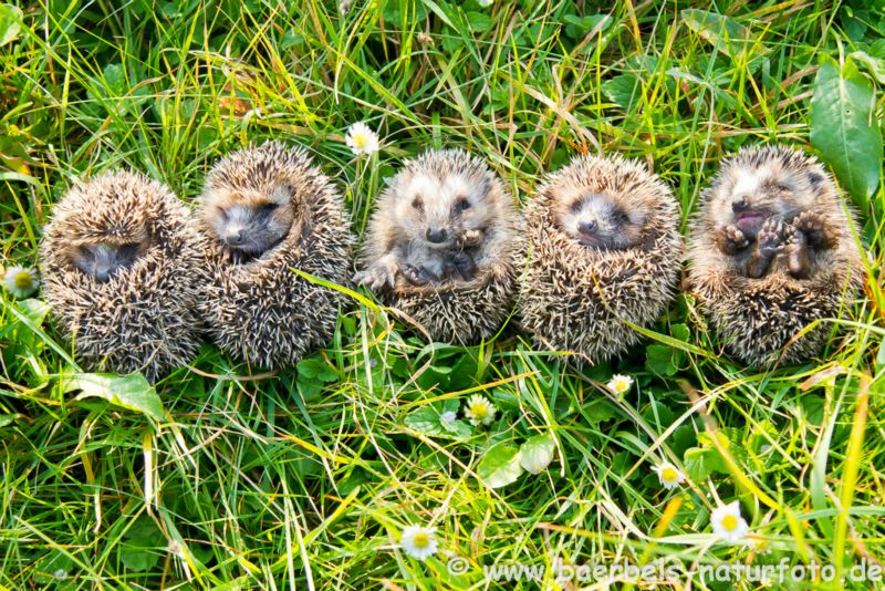junge Igel