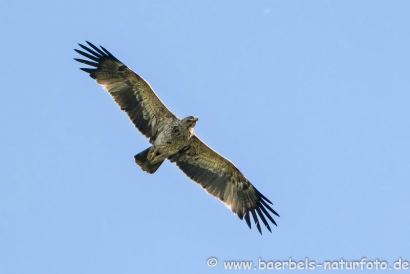 Kaiseradler im Flug